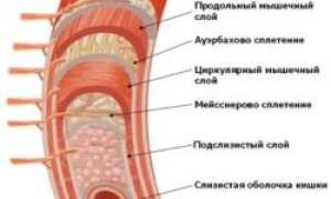 Сигмовидная кишка: расположение, строение, функции и заболевания органа