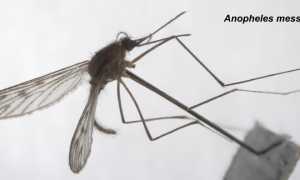 Где водятся Малярийные комары